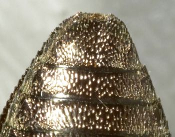 Media type: image;   Entomology 2700 Aspect: anal sclerite